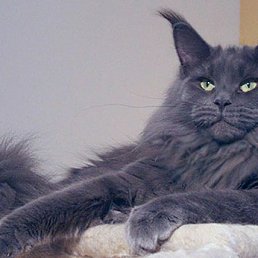 ��������, ������, 58 ���