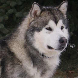 �������, ���������, 31 ���