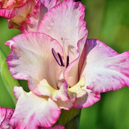 ��������, ������, 45 ���