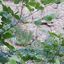 ���� ��������� ����������, ������, 46 ��� - ��������� 30 ���� 2018 � ������ ���� ����������