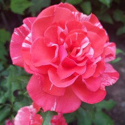 ������, ��������, 52 ����