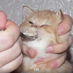 ������, �����������, 26 ���