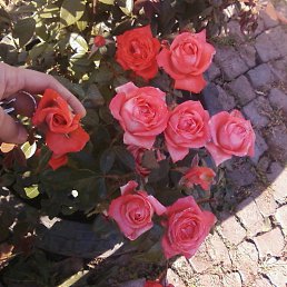 �����, �������, 46 ���