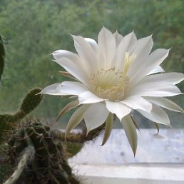 ���� ����, �����������, 66 ��� - ��������� 29 ������� 2018