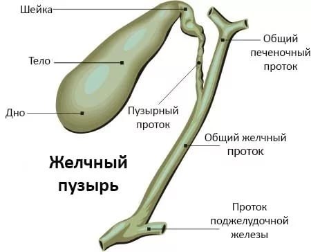 ЖЕЛЧНЫЙ ПУЗЫРЬ И КАК ЗА НИМ УХАЖИВАТЬ.Желчный пузырь располагается между двумя долями печени и ...