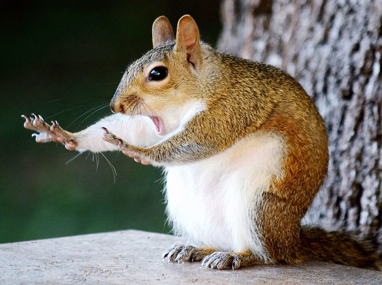     2018 .  The Comedy Wildlife Photography Awards  ...