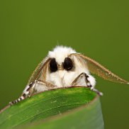 ��������, 61 ���, ���������