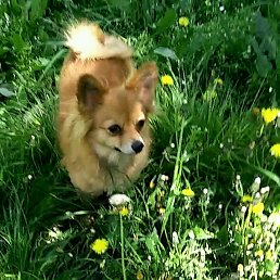 ���� ��������, ������, 51 ��� - ��������� 16 ������� 2018