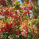 �������� ��������.