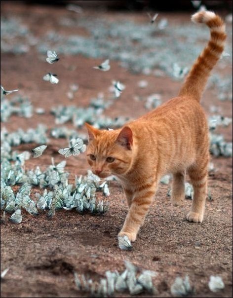 o  o. Cat and Butterfly. - 4