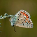 ���� �����, �������, 37 ��� - ��������� 21 �������� 2018 � ������ ���� ����������