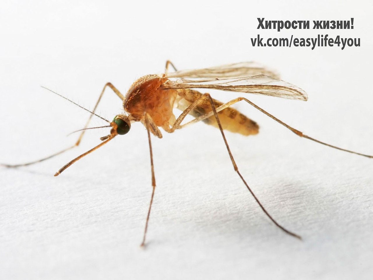 Сегодня я поделюсь с вами действительно чудодейственным средством от комаров. Теперь вы сможете ...