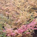 ���� Aqil Mirzeyev, ����, 51 ��� - ��������� 26 ������ 2018