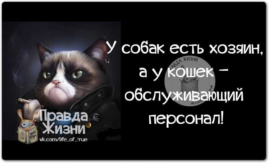 У кошки есть хозяин. Правда жизни юмор мотивация. Смешные фразы про кошек. Правда жизни юмор мотивация сарказм. Смешные высказывания про кошек.