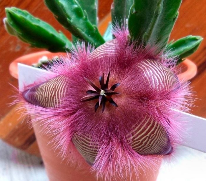 .   (Stapelia)    . ... - 3