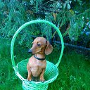  Elena, , 71  -  28  2018    