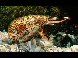 Ядовитая Улитка "Конус географический (Conus geographus)
