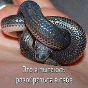 �����, , �������