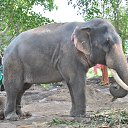 ���� Aru, �������� - ��������� 16 ������� 2018 � ������ �GURUVAYUR, KERALA, INDIA�