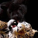 ���� �����, ������, 33 ���� - ��������� 27 ������� 2019 � ������ ������ ��������