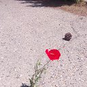 ���� Diana, �������, 49 ��� - ��������� 28 ���� 2018