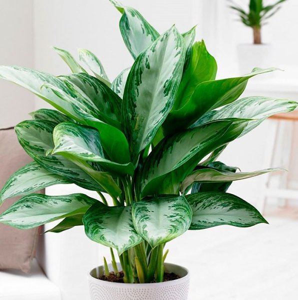 . (Aglaonema)       ,    ...