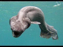Плащеносная акула Chlamydoselachus anguineus