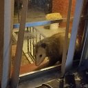   . Just a possum decided to get some cat food.)))    