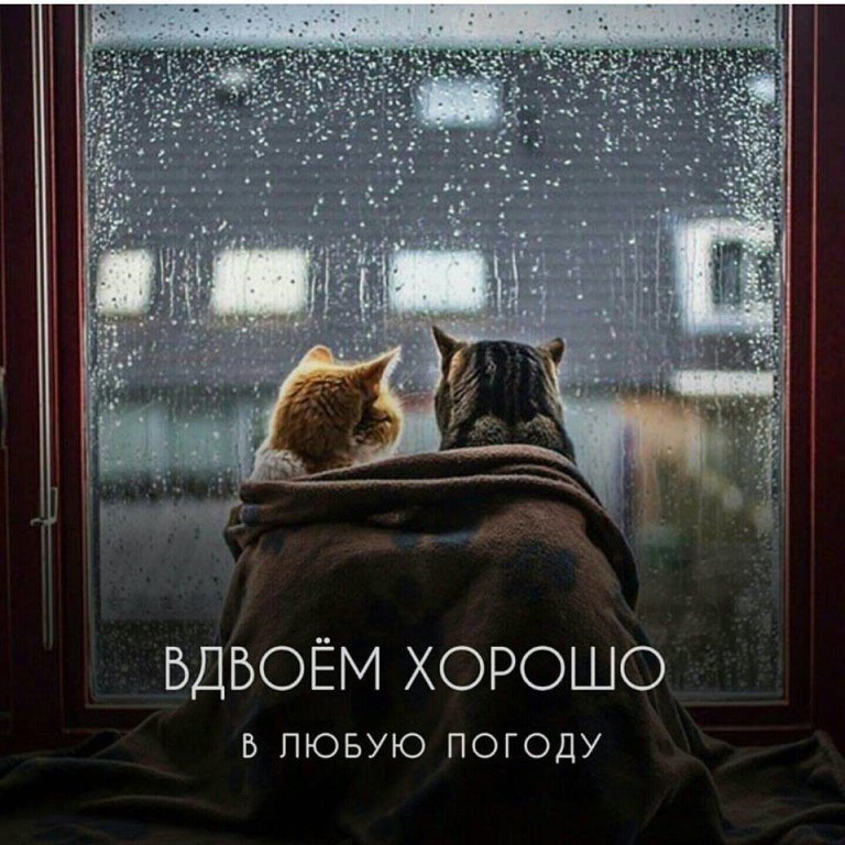 В такую погоду, желательно жить вместе: Ходить по квартире в носках и пушистых халатах, На кухне ...