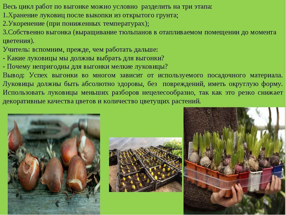 Как сохранить луковицы после выгонки.После наших любимых весенних праздников Дня Святого Валентина и ...