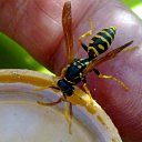 ���� Velvad, ���� - ��������� 12 �������� 2018 � ������ �VELVAD. WASP HAVE DINNER�
