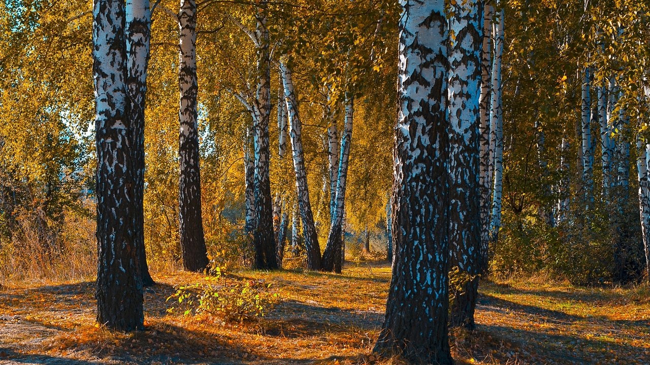 ������� ����� ������� - 15 ������ 2018 � 16:53