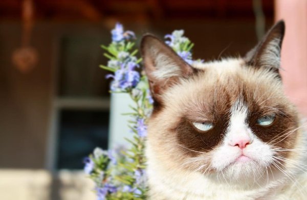   !  REALGRUMPYCAT