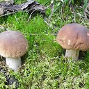  Mikhail,  -  19  2019    