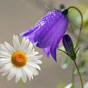 ���� ��������� (����), ������-��-����, 64 ���� - ��������� 8 ������� 2018 � ������ ������ ��������