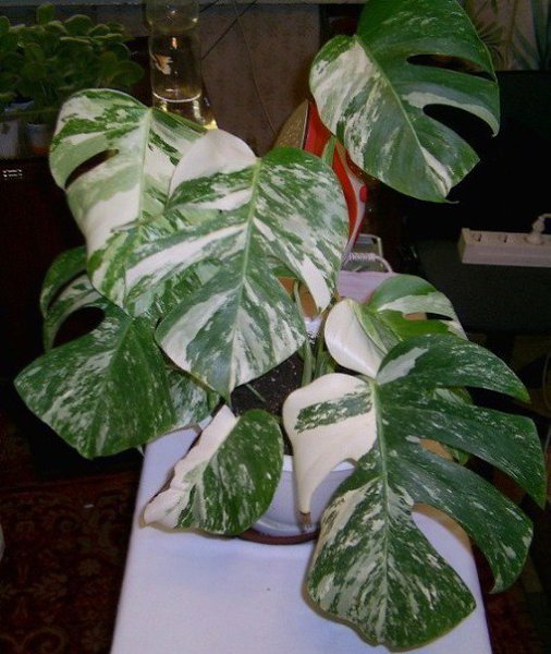  .  (M. deliciosa f. variegata)  ,   ...