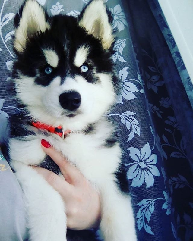 #husky#puppy#cute