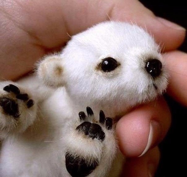 ��������� �o������ �����