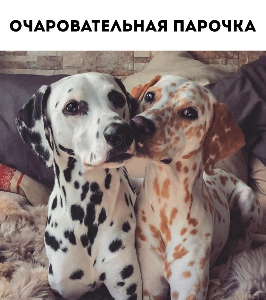 Интеллектуальный юмор - 14 июля 2018 в 02:52