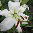 ��� �������� �� ������� ���� ����������