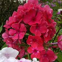 ������...������( �������) � ���������. �� ������� ���� ����������