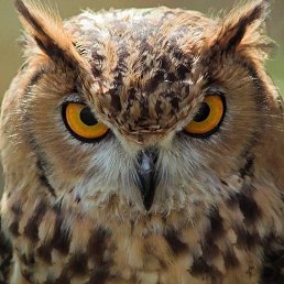 Cestrius, �����-���������