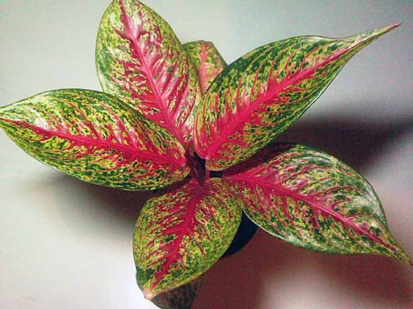 . (Aglaonema)       ,    ... - 3