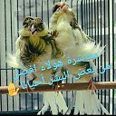 ���� Yasser, ������, 53 ���� - ��������� 9 ������� 2018 � ������ ������ ��������