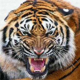 ���������, ������-��-����, 37 ���