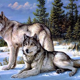 �����, ������������, 55 ���