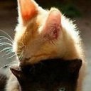 ���� ���� �����, ���������, 43 ���� - ��������� 14 ������� 2018 � ������ ���� ����������