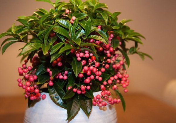 . (Ardisia)     .   ...