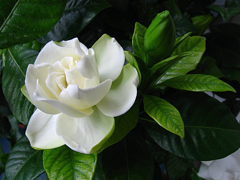  .      -   (Gardenia ...