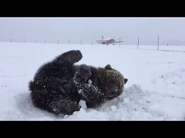 Медвежонок играет со снегом )